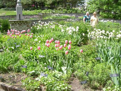 arboretum_tulips.jpg