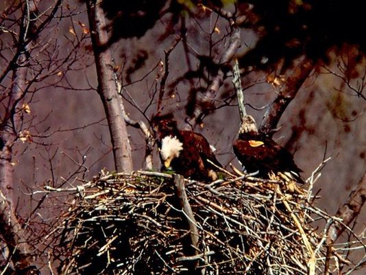 0629-03142, shown in the right, nesting in New York State. Photo: NY  Department of Environmental Conservation.