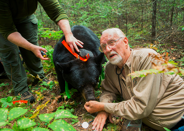 Wildlife Research Institute biologist Lynn Rogers hand feeds June, a 300-plus-pound pregnant black bear, in the woods near Ely, Minn. Derek Montgomery / For MPR News File