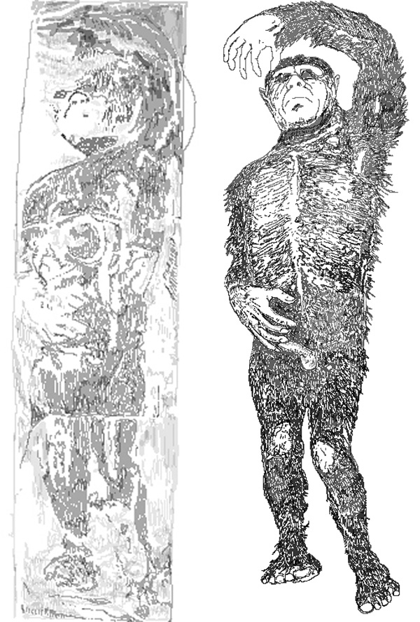 Redrawings of (at left) the Minnesota Iceman as it looked when frozen, and (at right) as it was interpreted by Heuvelmans and Sanderson. Images in public domain. Credit: Darren Naish.