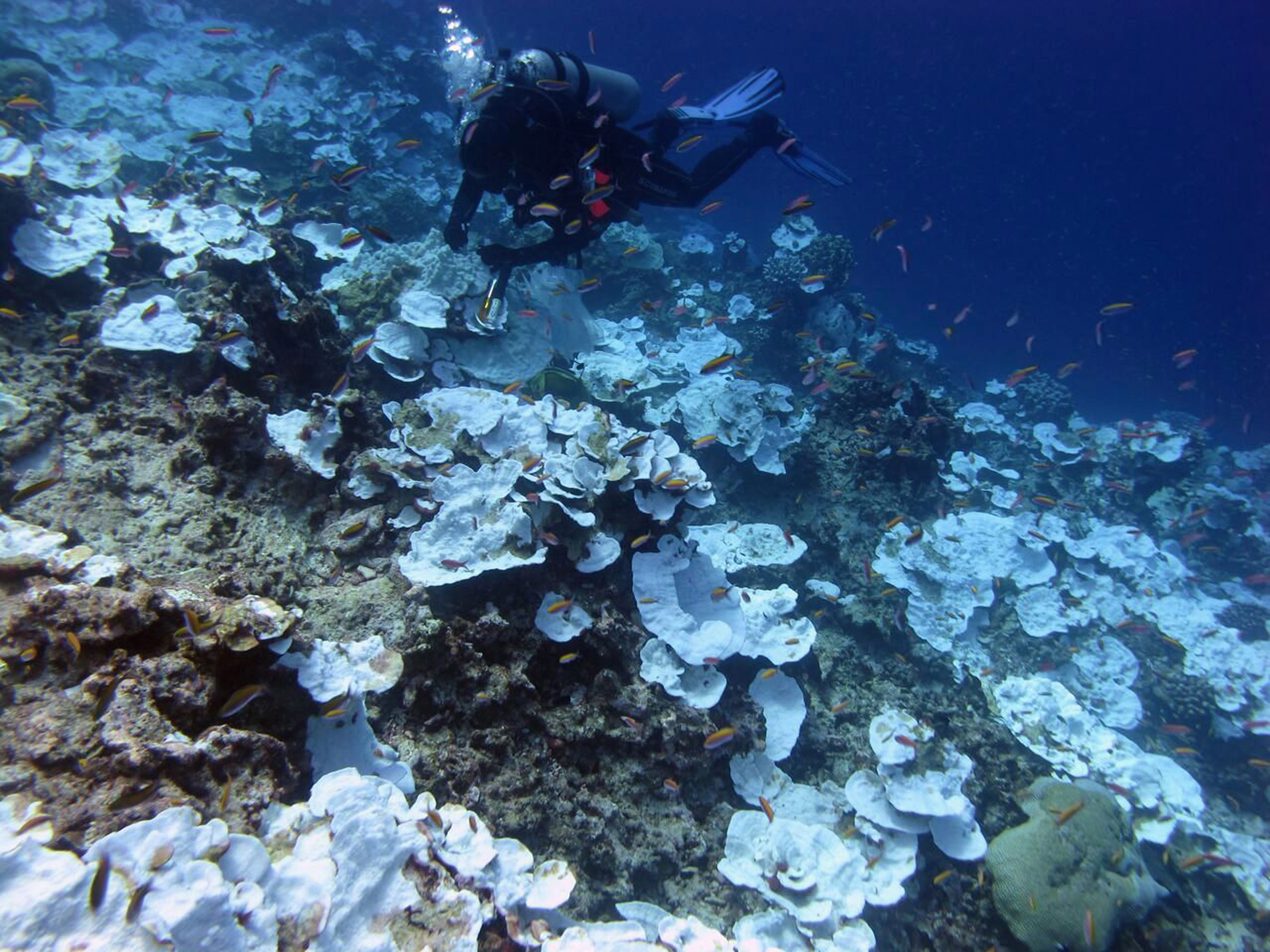 This May 2016 photo provided by NOAA shows bleaching and some dead coral around Jarvis Island, which is part of the U.S. Pacific Remote Marine National Monument. Scientists found 95 percent of the coral is dead in what had been one of the worlds most lush and isolated tropical marine reserve. Bernardo Vargas-Angel/NOAA via AP.