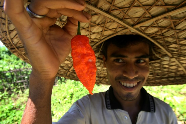 Indian farmer Digonta Saikia shows a "Bhut jolokia" or "ghost chili" pepper, and looks like he knows what it's capable of. (AP Photo/Manish Swarup, File)