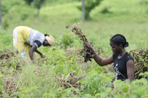 Alheri Sule manually harvests peanuts on her family's farm outside of Kuje on Monday. In the rear is her mother Riyatu. (MPR Photo/Nate Minor)